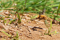 Common / Dark-edged bee fly (Bombylius major) female hovering while flicking its tail down to &#39;bomb&#39; eggs onto the ground near the nest entrances of a Mining bee (Andrena sp.) which its larvae...