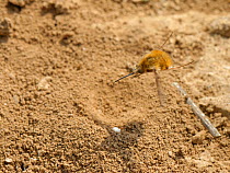 Common / Dark-edged bee fly (Bombylius major) female hovering while flicking its tail down to &#39;bomb&#39; eggs onto the ground near the nest entrances of a Mining bee (Andrena sp.) which its larvae...