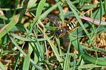 Painted cuckoo bee / Nomad bee (Nomada fucata) a parasite of solitary bees, hunting for nests of its host species, the Yellow-legged mining bee (Andrena flavipes), Wiltshire field margin, UK, April