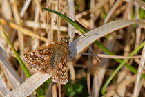 Dingy skipper (Erynnis tages) sunning on dried grasses on a chalk grassland meadow, Wiltshire, UK, April.