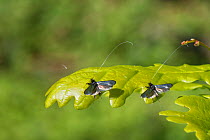 Two Green fairy longhorn moth (Adela viridella / Adela reaumurella) males resting on English Oak (Quercus robur) tree leaves between bouts of aerial dancing in a group courtship display, Bath and Nort...