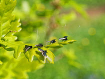 Green fairy longhorn moth (Adela viridella / Adela reaumurella) males clustered on English Oak (Quercus robur) tree leaves between bouts of aerial dancing in a group courtship display, Bath and Northe...