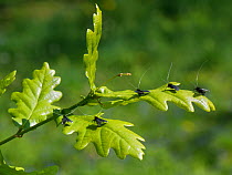 Green fairy longhorn moth (Adela viridella / Adela reaumurella) males clustered on English Oak (Quercus robur) tree leaves between bouts of aerial dancing in a group courtship display, Bath and Northe...