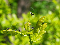 Green fairy longhorn moth (Adela viridella / Adela reaumurella) males clustered on English Oak (Quercus robur) tree leaves between bouts of aerial dancing in a group courtship display with one taking...