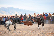 Buzkashi, Mongolian tug of war, with a goat skin. Men on horseback with crowd watching in background. Eagle Hunters Festival, Bayan-Olgii, Altai Mountains, Western Mongolia. October 2008.