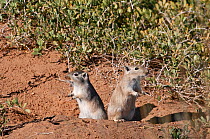 Great gerbil (Rhombomys opimus) pair looking out of burrow in opposite directions. Gobi Desert, Mongolia. October.