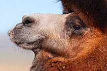 Bactrian camel (Camelus bactrianus), domesticated male, portrait. Khongoryn Els, Southern Gobi, Mongolia. October.