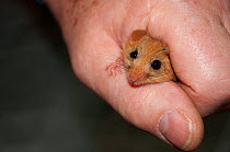 Hazel dormouse (Muscardinus avellanarius) held in hand during weighing, part of dormouse box checks to monitor dormouse populations. Kent. October.