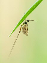 Mayfly (Ephemera danica) resting on blade of grass. Little Ouse, near Brandon, Norfolk, England, UK. May.