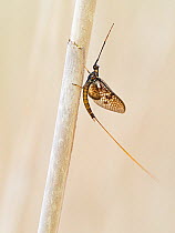 Mayfly (Ephemera danica) resting on stem. Little Ouse, near Brandon, Norfolk, England, UK. May.