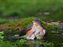 Sparrowhawk (Accipiter nisus) male bathing in woodland pool. Norfolk, England, UK. October.