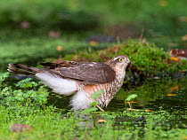 Eurasian sparrowhawk (Accipiter nisus) juvenile male bathing in woodland pool. North Norfolk, England, UK. October.