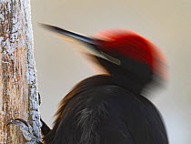 Black woodpecker (Dryocopus martius) male pecking on snowy tree trunk. Kuusamo, Finland. January.