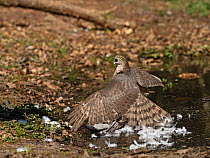 Eurasian sparrowhawk (Accipiter nisus) juvenile male mantling Wood pigeon (Columba palumbus) prey and vocalising in reaction to arrival of female. North Norfolk, England, UK. April.