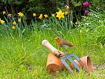 Robin (Erithacus rubecula) perched on hand fork and terracotta pots in garden in spring. Norfolk, England, UK. April.