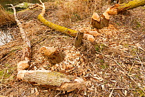 European beaver (Castor fiber) gnawed tree trunk. Alhama river, Ebro Valley. Navarra. Spain