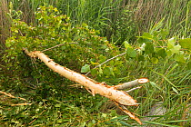 Tree felled by European beaver (Castor fiber) along Alhama river, Ebro Valley. Navarra. Spain