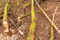 Trees felled by European beaver (Castor fiber) along Alhama river, Ebro Valley. Navarra. Spain
