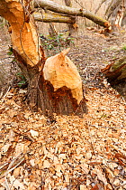 European beaver (Castor fiber) gnawed tree trunk. Alhama river, Ebro Valley. Navarra. Spain