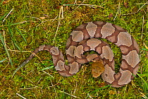 Copperhead (Agkistrodon contortrix) pit viper on mossy ground. Maryland, USA. July.