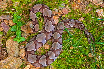 Copperhead (Agkistrodon contortrix) pit viper. Maryland, USA. July.
