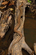 Northern water snake (Nerodia sipedon) basking on log above water. Maryland, USA. April.