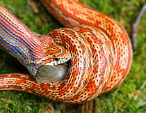 Corn snake (Pantherophis guttatus) coiled around and feeding on Eastern chipmunk (Tamias striatus), found dead and offered to captive snake. Native to Eastern USA.