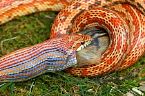 Corn snake (Pantherophis guttatus) coiled around and feeding on Eastern chipmunk (Tamias striatus), found dead and offered to captive snake. Native to Eastern USA.