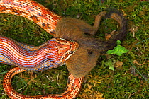 Corn snake (Pantherophis guttatus) feeding on Eastern chipmunk (Tamias striatus), found dead and offered to captive snake. Native to Eastern USA.