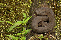 Northern water snake (Nerodia sipedon) basking on log in water. Maryland, USA. June.