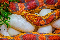 Corn snake (Pantherophis guttatus) female with clutch of recently laid eggs. Native to Eastern USA. Captive.