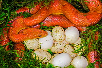 Corn snake (Pantherophis guttatus) female with clutch of recently laid eggs, diffused morph. Native to Eastern USA. Captive.