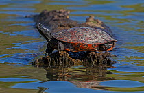 Northern red-bellied turtle (Pseudemys rubriventris) male balancing on log. Maryland, USA. May.