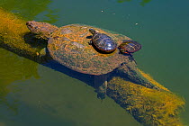 Painted turtle (Chrysemys picta), two basking on back of Snapping turtle (Chelydra serpentina). Maryland, USA. May.