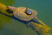 Painted turtle (Chrysemys picta) basking on back of Snapping turtle (Chelydra serpentina). Maryland, USA. May.