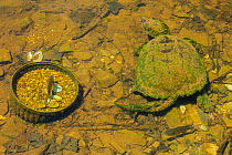 Snapping turtle,(Chelydra serpentina) beside Bluegill (Lepomis macrochirus) male fish defending nest in abandoned aquatic plant planter. Maryland, USA. May.