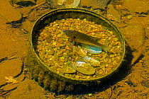 Bluegill (Lepomis macrochirus) male fish defending nest in abandoned aquatic plant planter. Maryland, USA. May.