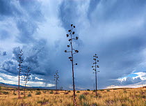 Palmer&#39;s century plant (Agave palmeri) in grassland under stormy sky. During summer monsoon, rain falling on Santa Rita Mountains in distance. Sands Ranch Conservation Area, near Sonoita, Pima Cou...