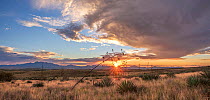 Sands Ranch Conservation Area grassland with Palmer&#39;s century plant (Agave palmeri). Sun setting over Santa Rita in background. Area provides landscape connectivity between Las Cienegas National C...