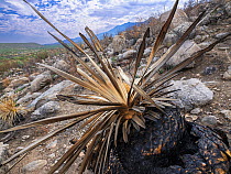 Sotol (Dasylirion sp) with base burnt by Big Horn Fire, a wildfire caused by a lightning strike on 5th June 2020. The fire burnt for six weeks engulfing 120,000 acres of Sonoran Desert. Catalina State...