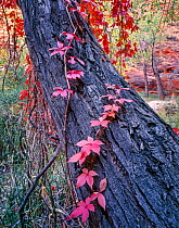 Virginia creeper (Parthenocissus quinquefolia) climbing up trunk of Fremont&#39;s cottonwood (Populus fremontii). Coyote Gulch, Escalante, Glen Canyon National Recreation Area, Utah, USA. October 1995...