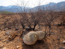 Barrel cactus (Ferocactus wislizeni) charred by Big Horn Fire, a wildfire caused by a lightning strike on 5th June 2020 which burnt for six weeks engulfing 120,000 acres of Sonoran Desert. Catalina St...