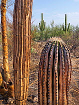 Saguaro (Carnegiea gigantea) charred by Big Horn Fire, a wildfire caused by a lightning strike on 5th June 2020 which burnt for six weeks engulfing 120,000 acres of Sonoran Desert. Catalina State Park...