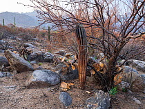 Saguaro (Carnegiea gigantea) charred by Big Horn Fire, a wildfire caused by a lightning strike on 5th June 2020 burnt for six weeks engulfing 120,000 acres of Sonoran Desert. Catalina State Park, Ariz...