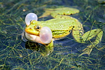 Edible frog (Rana esculenta), male in pond croaking, vocalising, calling with vocal sacs inflated, France