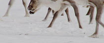 Reindeer (Rangifer tarandus) herd legs and hooves as they move over snow in search of food, Finland, April.
