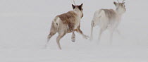Two Reindeer (Rangifer tarandus) running, Finland, April.