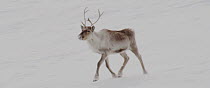 Tracking shot of Reindeer (Rangifer tarandus) trotting in snow, Finland, April.