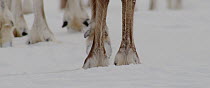 Close up shot of Reindeer (Rangifer tarandus) hooves as it walks over snow, Finland, April.