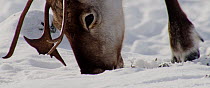 Close up of Reindeer (Rangifer tarandus) moving snow with its hoof to find food, Finland, April.